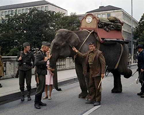 Hannibal Brooks 1969 Oliver Reed cu elefant în orașul austriac de 8x10 inch Photo