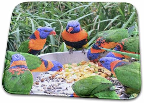 3drose papagali hrănire-portocaliu albastru și păsări papagal verde cu. - Covorașe De Uscare A Vaselor