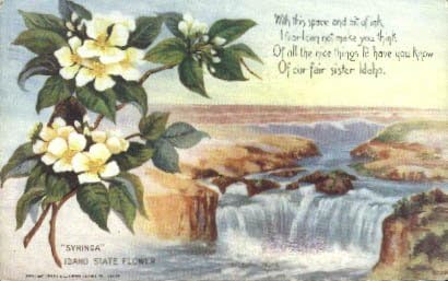 Floare de stat, carte poștală Idaho