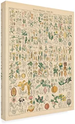 Marcă de artă fină „Flora Chart I” Canvas Art by Wild Apple Portofoliu 18x24